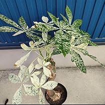 Amazon｜観葉植物パキラ ミルキーウェイ □ 斑入 □ インテリア